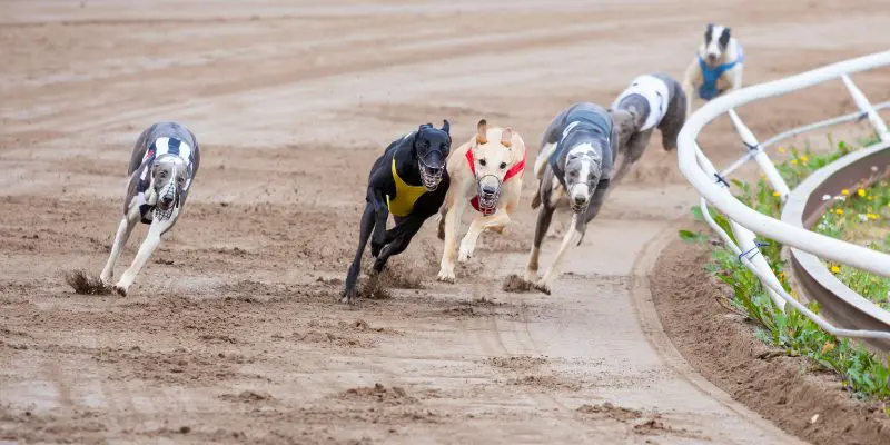 Betting tips on greyhound racing