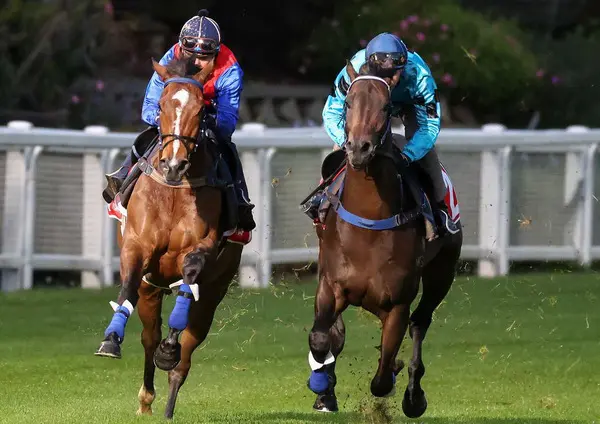 Cox Plate horses