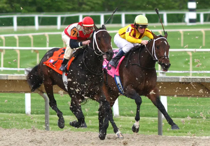 Understanding Horse Racing terminology